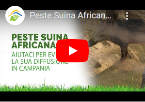 Peste Suina Africana (PSA) aiutaci per evitare la sua diffusione in Campania